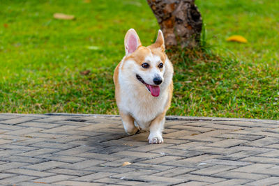 Portrait of dog looking away on footpath