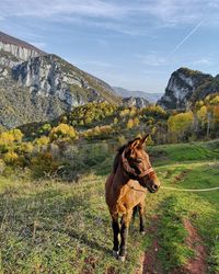 Horse standing on field against mountain