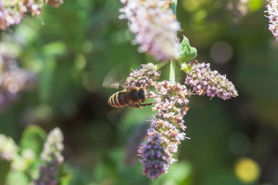 Close-up of bee on flower