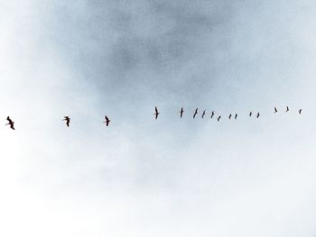 Low angle view of birds flying against sky