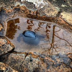 Reflection of trees in water