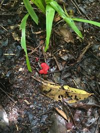 High angle view of insect on field