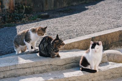 Cats lying down