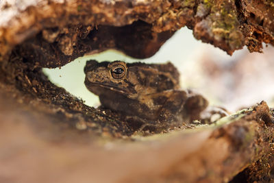 Close-up of frog on rock