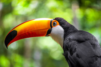 Toucan bird with orange peak, blue eyes and black feather in foz do iguacu, brazil