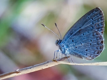 Butterfly on flower