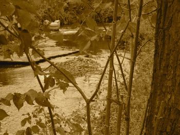 Close-up of birds in water