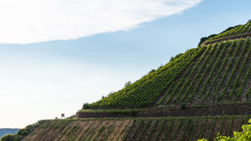 People sitting on the bench on a vine plantation on a beautiful hot, sunny, summer day in germany.