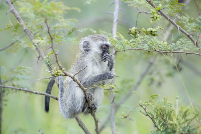 Monkey on tree branch