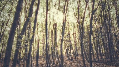 Trees in forest