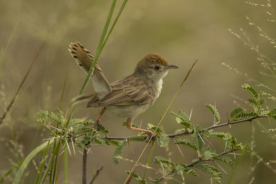 Close-up of bird perching on plant