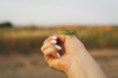 Close-up of hand holding spider