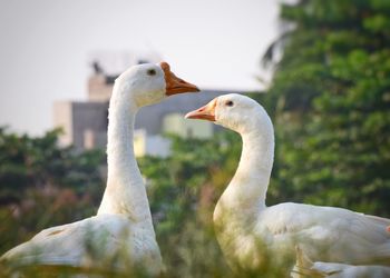 Close-up of swan