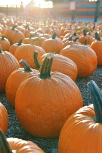 Close-up of pumpkins for sale at market stall