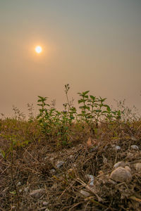 Plants growing on field against sky during sunset