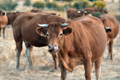 Cows standing in a field