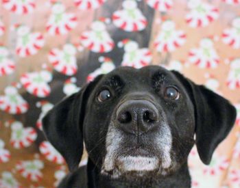 Close-up portrait of dog