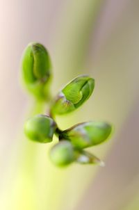 Close-up of green plant