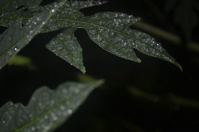 Close-up of wet leaf against black background