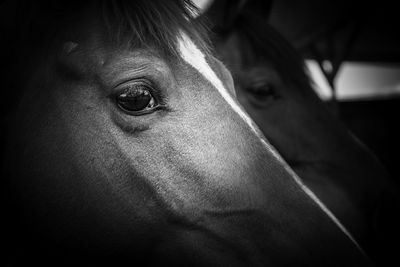 Close-up of portrait of horse