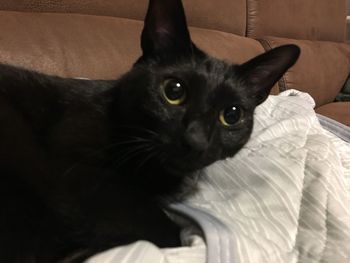 Close-up portrait of a cat