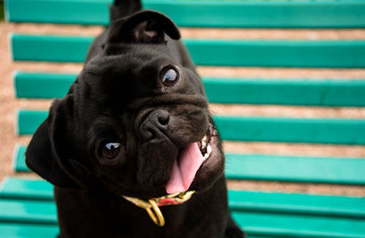 Close-up portrait of black pug on bench