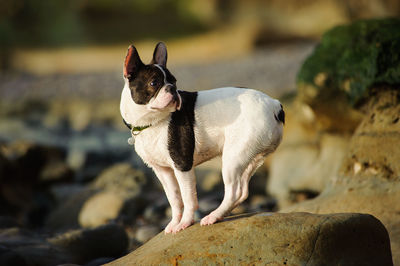 Close-up of a dog