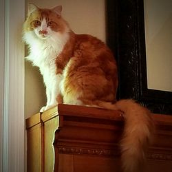 Cat looking away