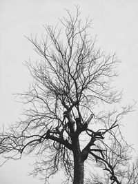 Low angle view of bare tree against clear sky