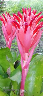 Close-up of pink flowering plant