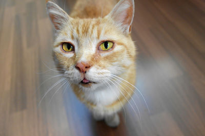 Close-up portrait of ginger cat