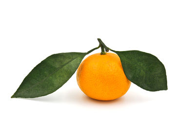 Close-up of orange fruit on leaves against white background