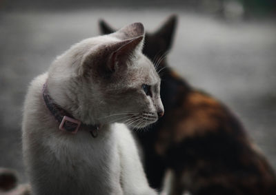 Close-up of cat looking to other 