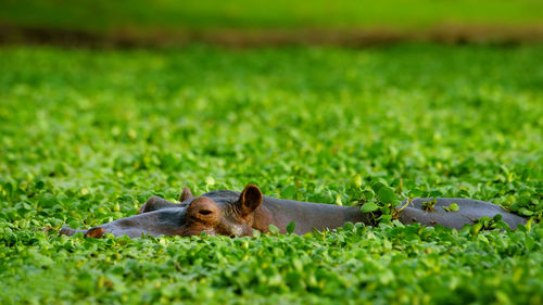 Hippopotamus amidst water plants in lake