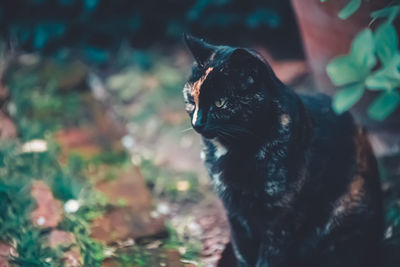 Black cat looking away