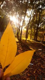 Sunlight falling on autumn leaves in forest