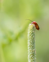 Close-up of insect on plant