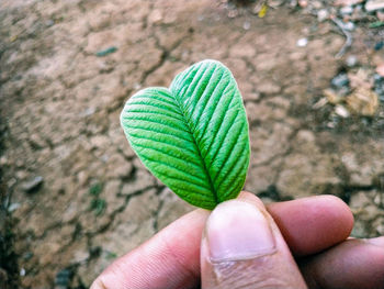 Close-up of hand holding leaf