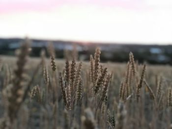 Close-up of stalks in field against clear sky