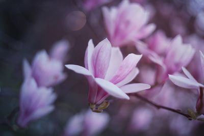 Close-up of pink flowers