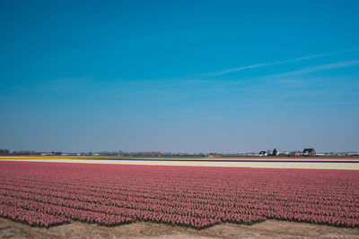 Scenic view of field against blue sky