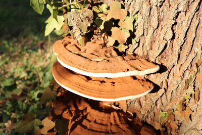 Close-up of tree trunk