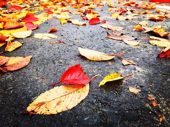 High angle view of fallen maple leaves on street