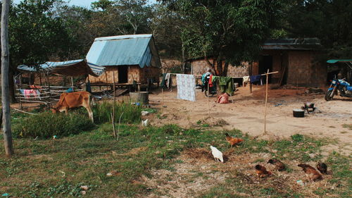 View of cows on field by trees