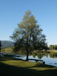 Tree on golf course against clear blue sky