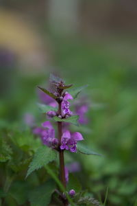 Close-up of pink flowering plant