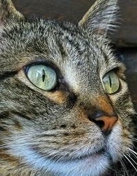 Close-up portrait of animal