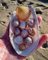 Close-up of person hand holding shell