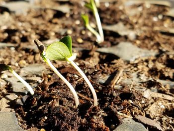 Close-up of plant growing on field