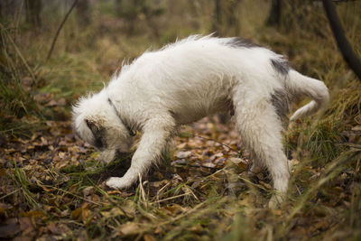 View of a dog on field